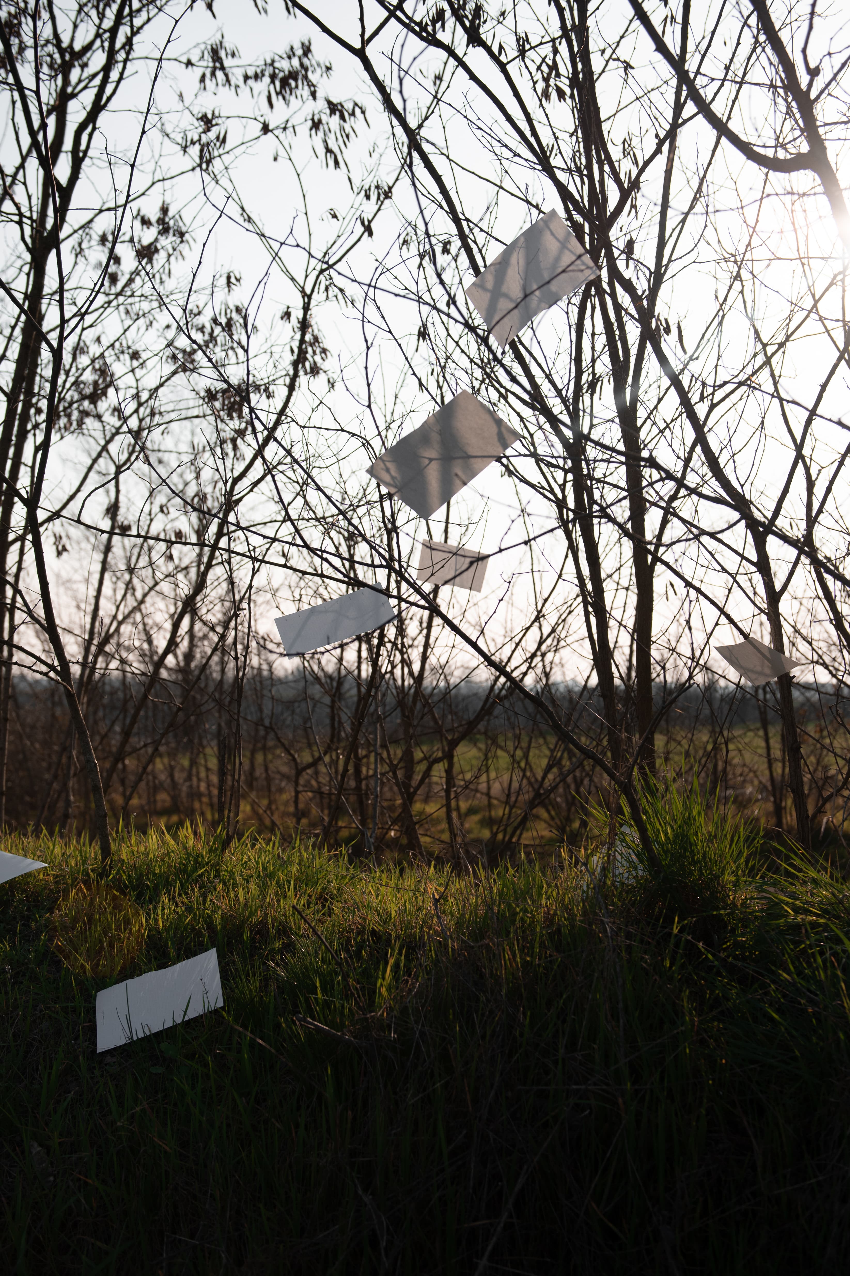 Papers, released into the wind
